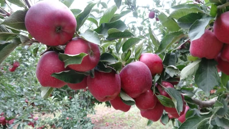 Kayseri’de 65 ton elma icradan satışa çıkarılıyor