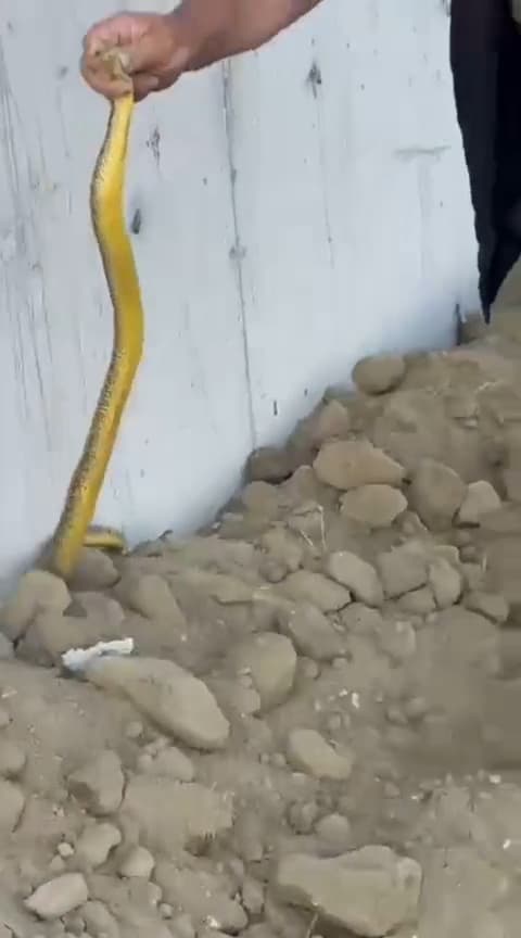 Yeşilhisar’da ay çekirdeği deposunda dev yılan paniği