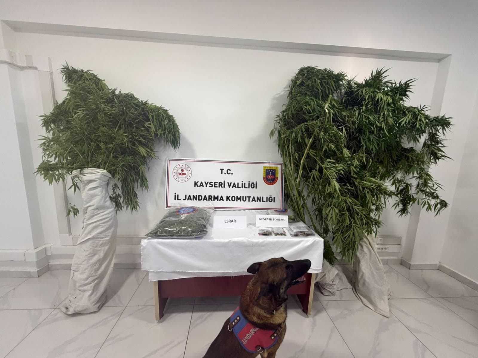 Develi'de uyuşturucu operasyonu; 1 şahıs yakalandı
