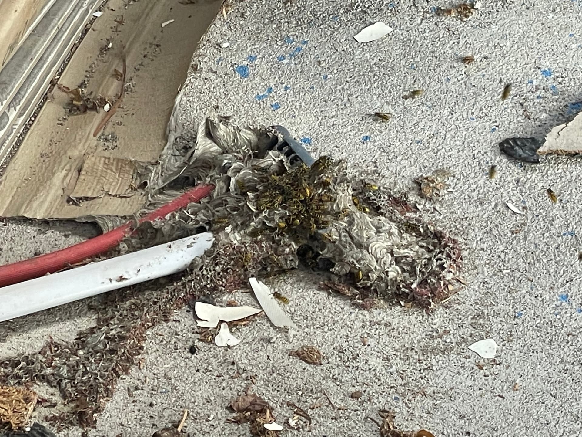 Çatı katını temizliği yapan aileden 4 kişiye arıların saldırısına maruz kaldı